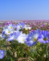 Flowering Atacama Desert